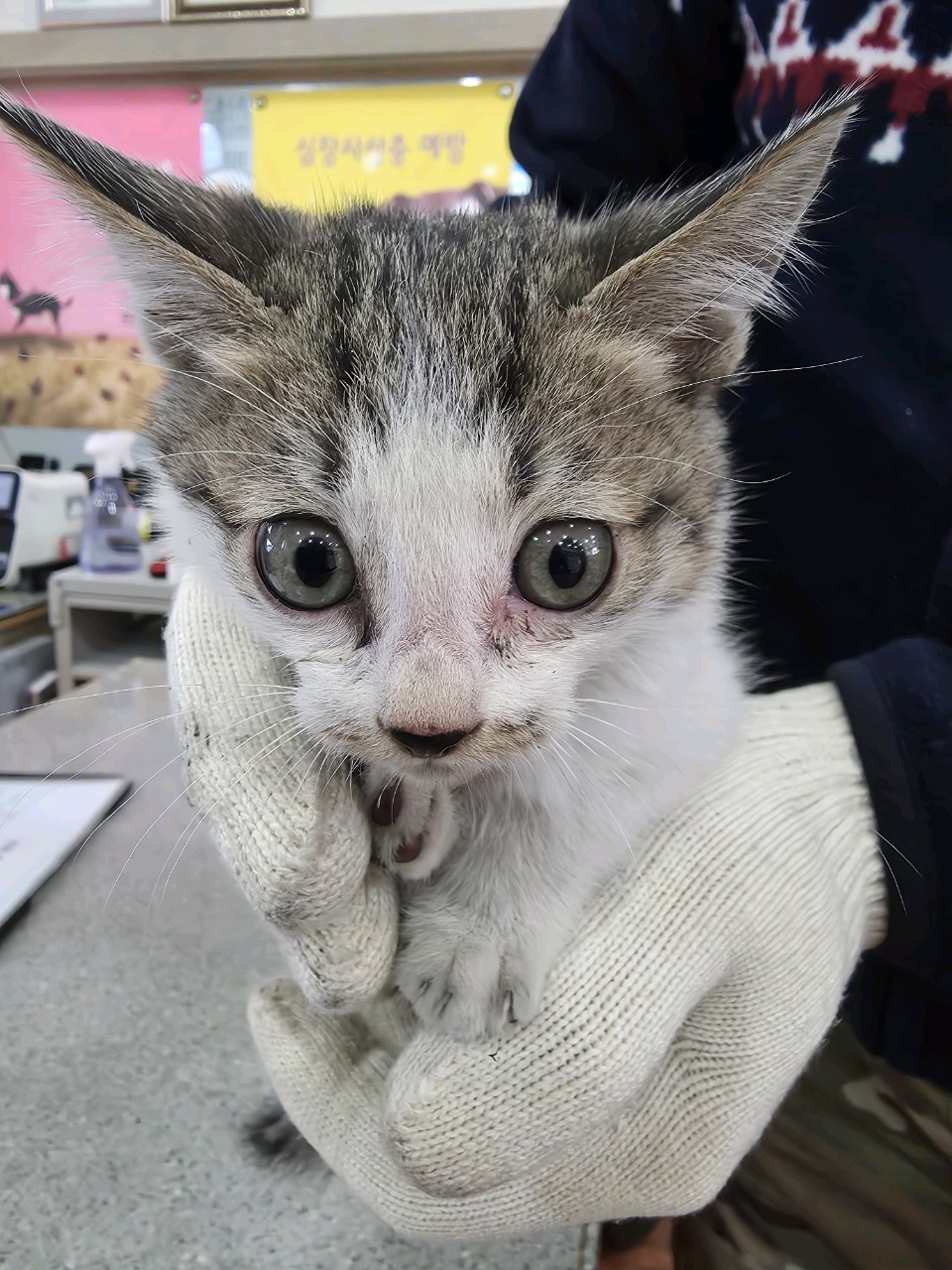 종료(자연사) 한국…