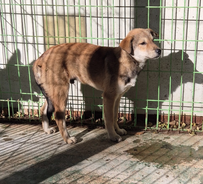 보호중 믹스견의 가…