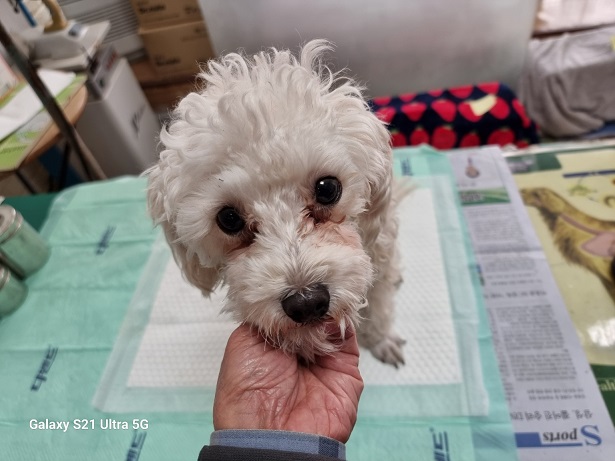 보호중 말티즈의 가…