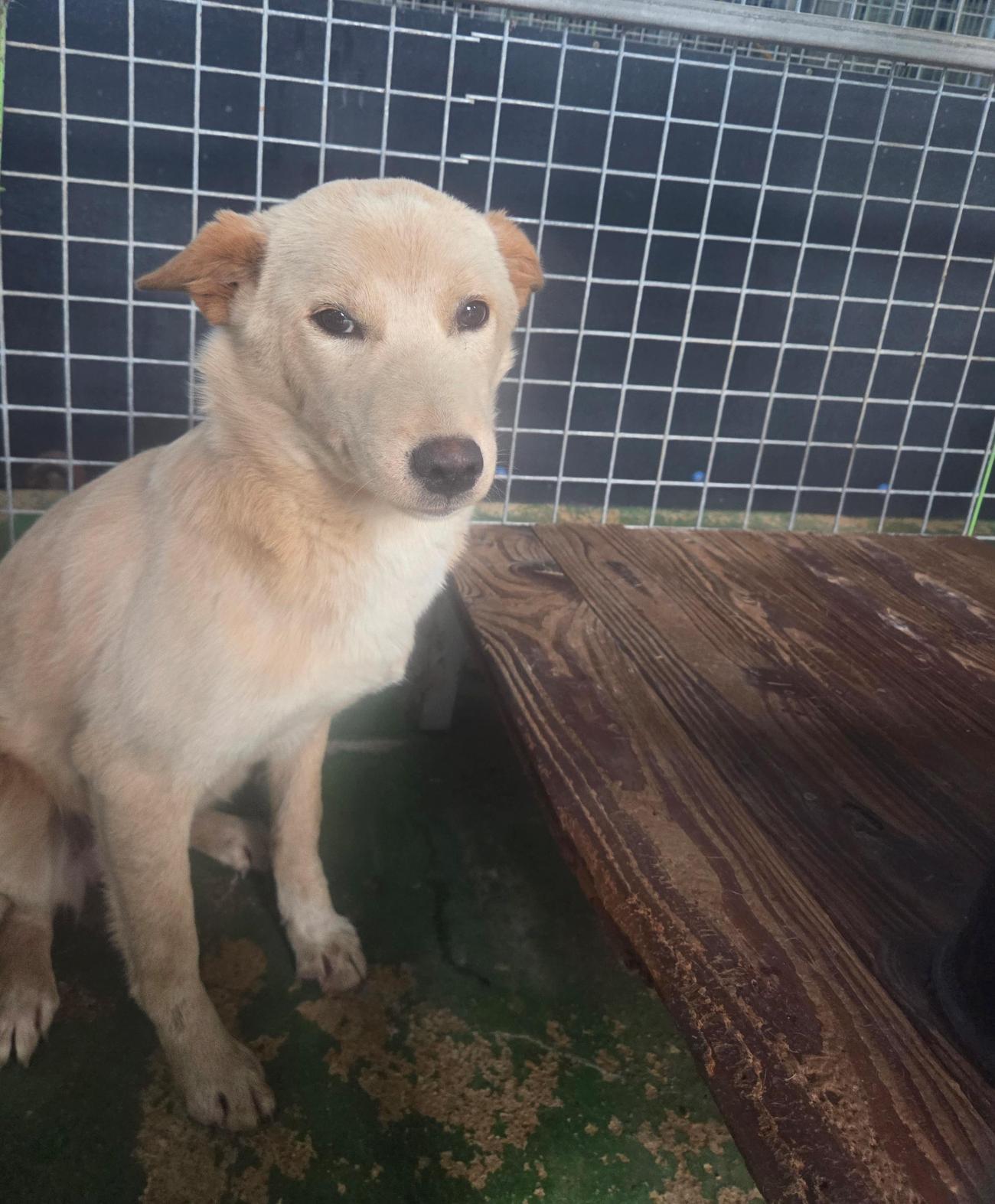 보호중 믹스견의 가…