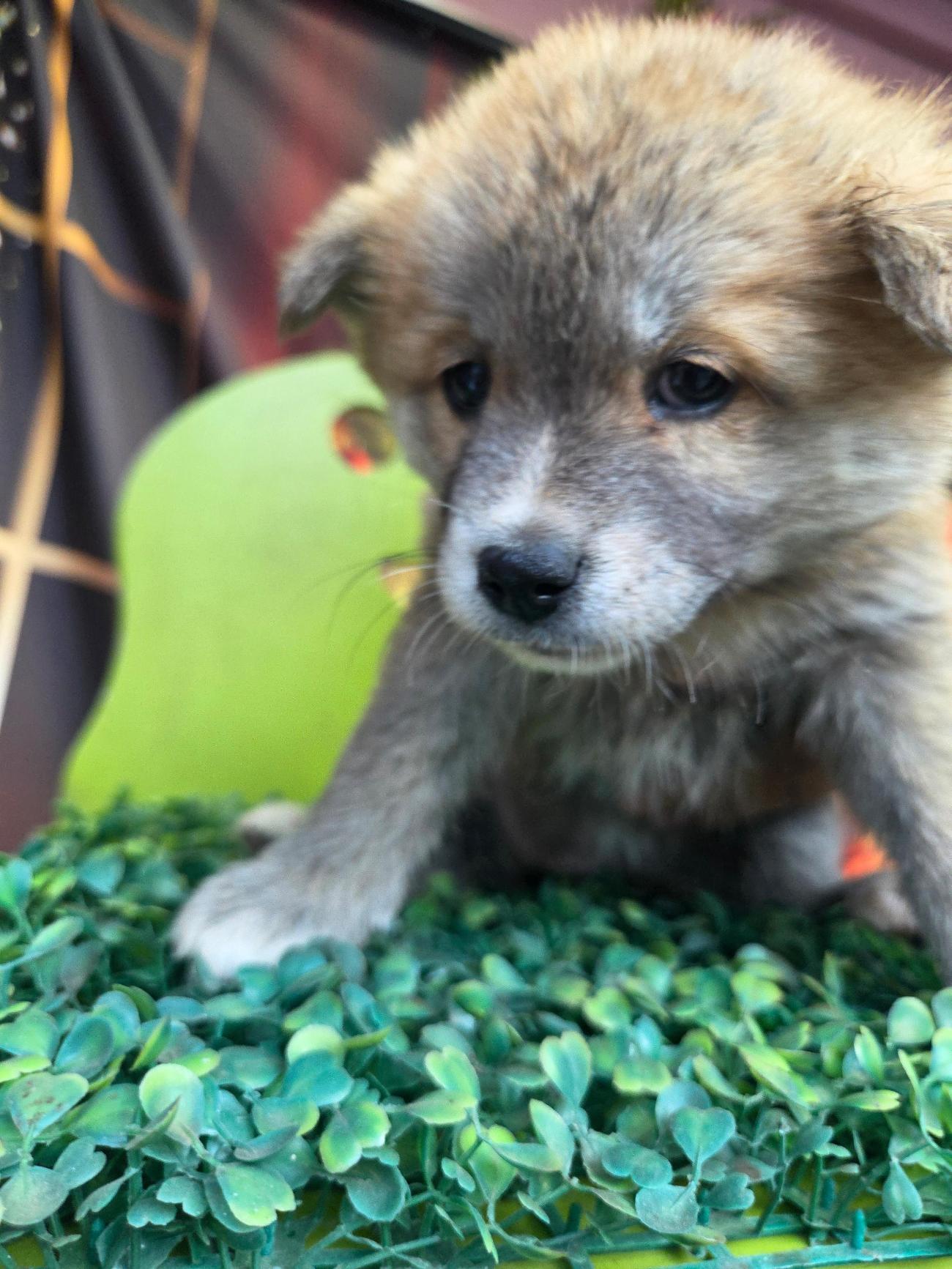 나주유기동물보호센터_446483202501903