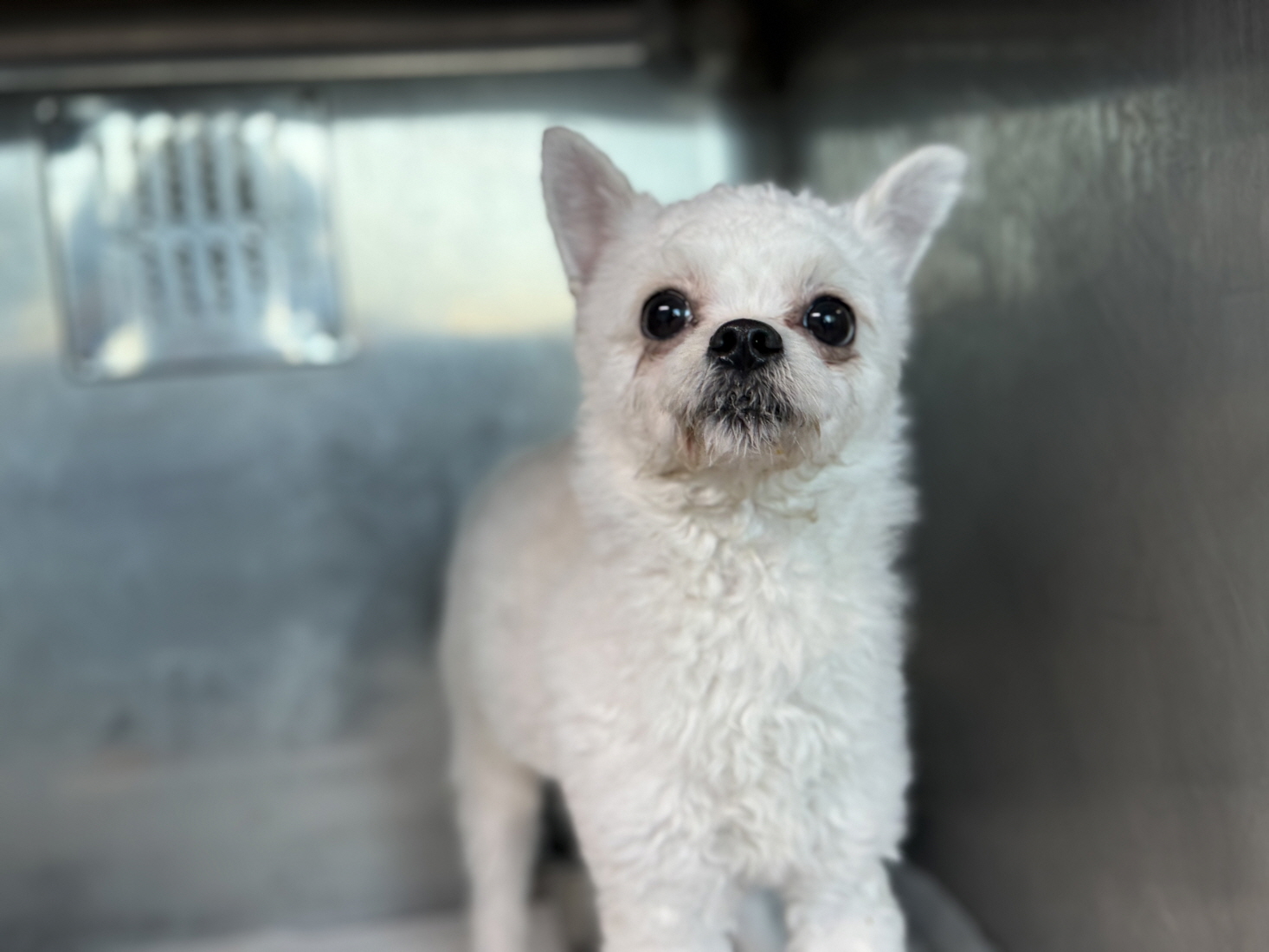 보호중 포메라니안의…