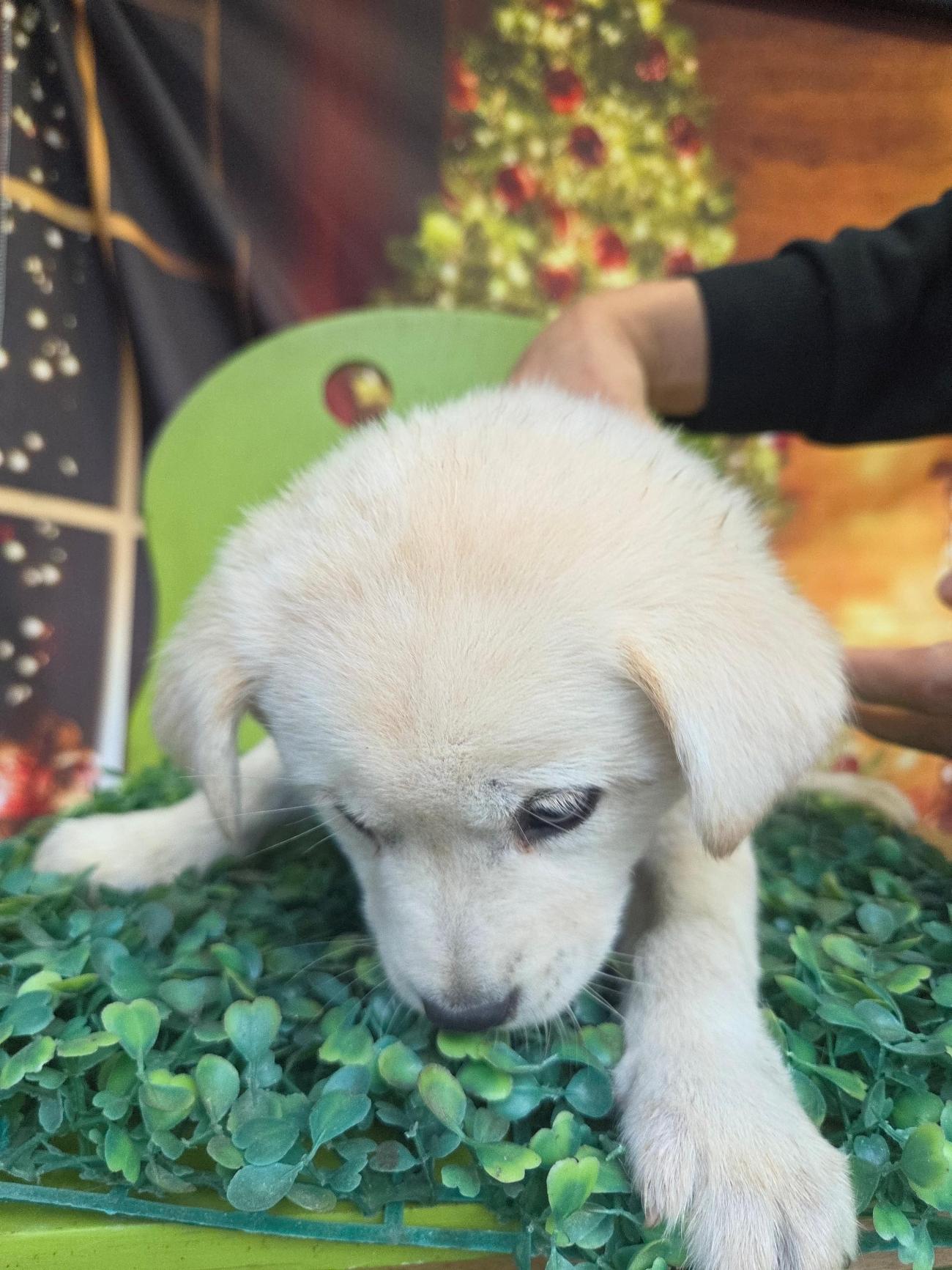 나주유기동물보호센터_446483202501907