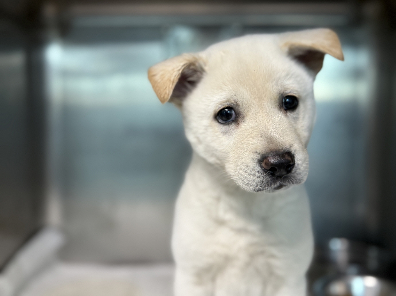 광주동물보호센터_429363202500997