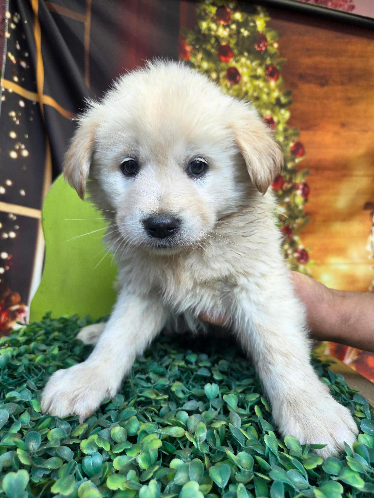 보호중 믹스견의 가…