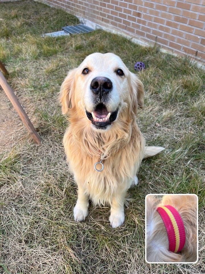 종료(반환) 골든 …