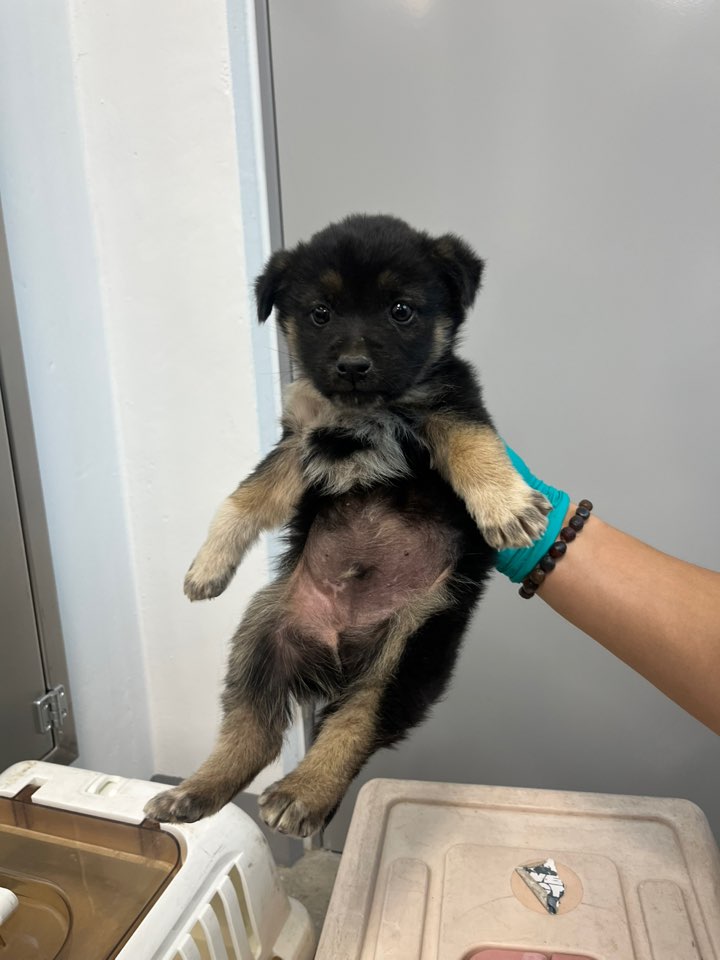 보호중 믹스견의 가…