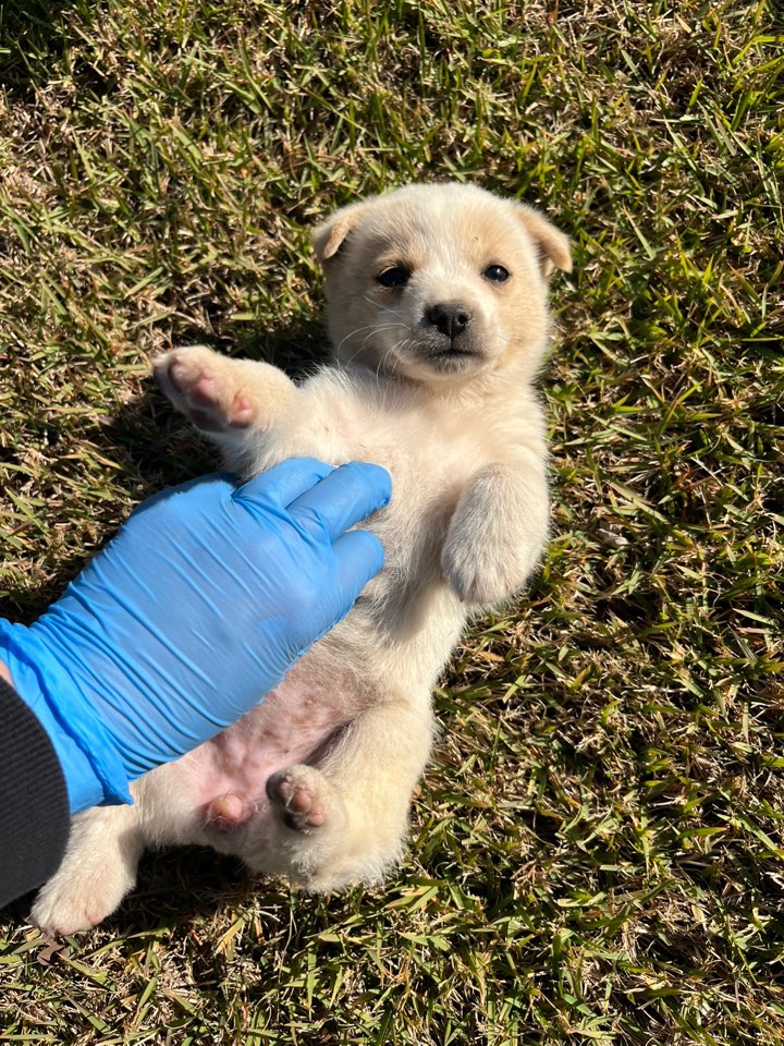 보호중 믹스견의 가…