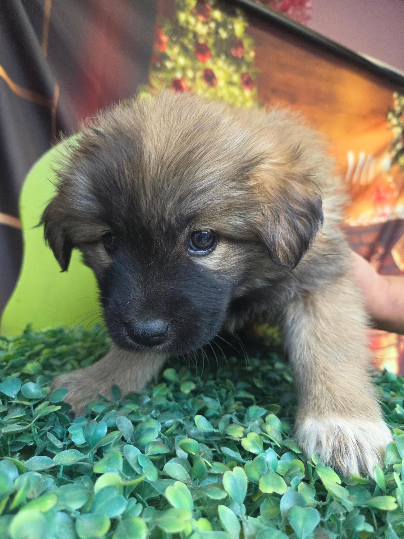 보호중 믹스견의 가…