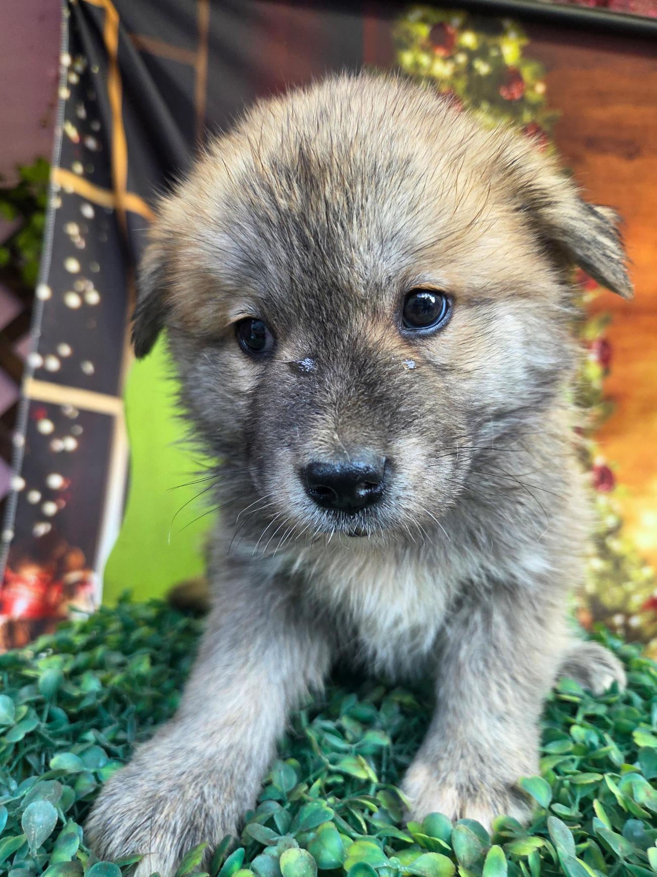 보호중 믹스견의 가…