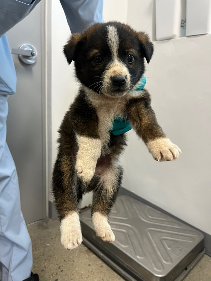 보호중 믹스견의 가…