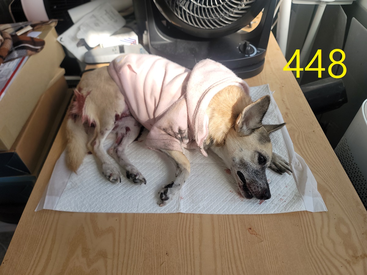 보호중 믹스견의 가…