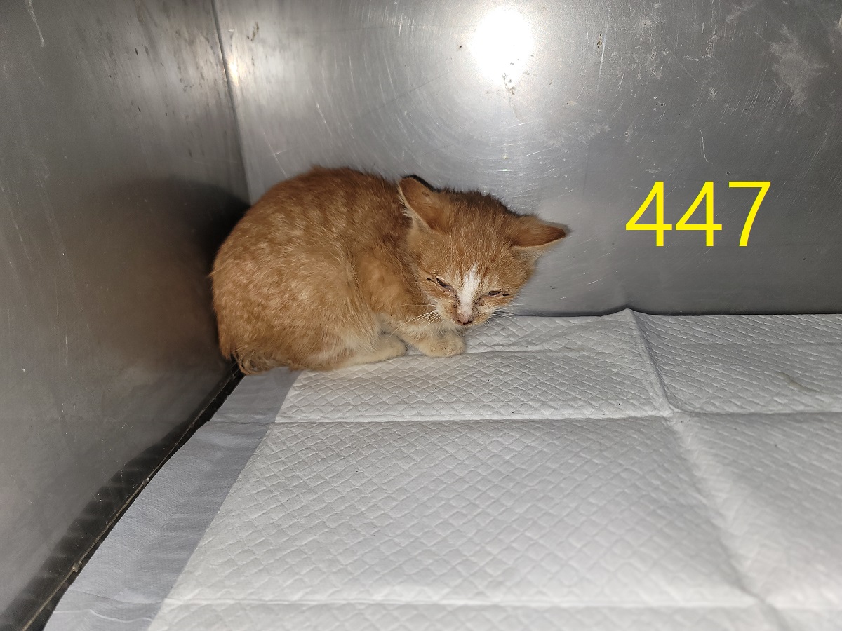 신영재동물병원_428355202500815