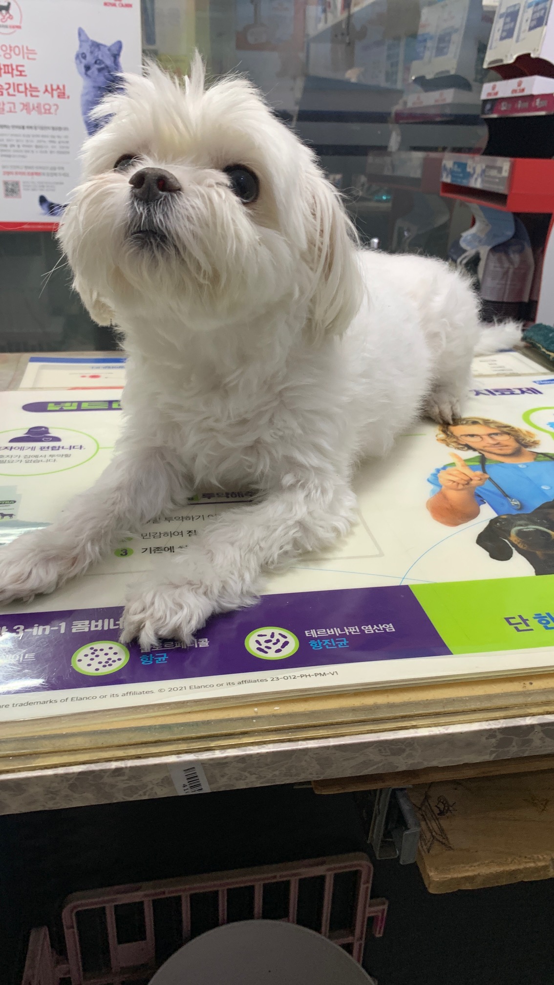 보호중 말티즈의 가…