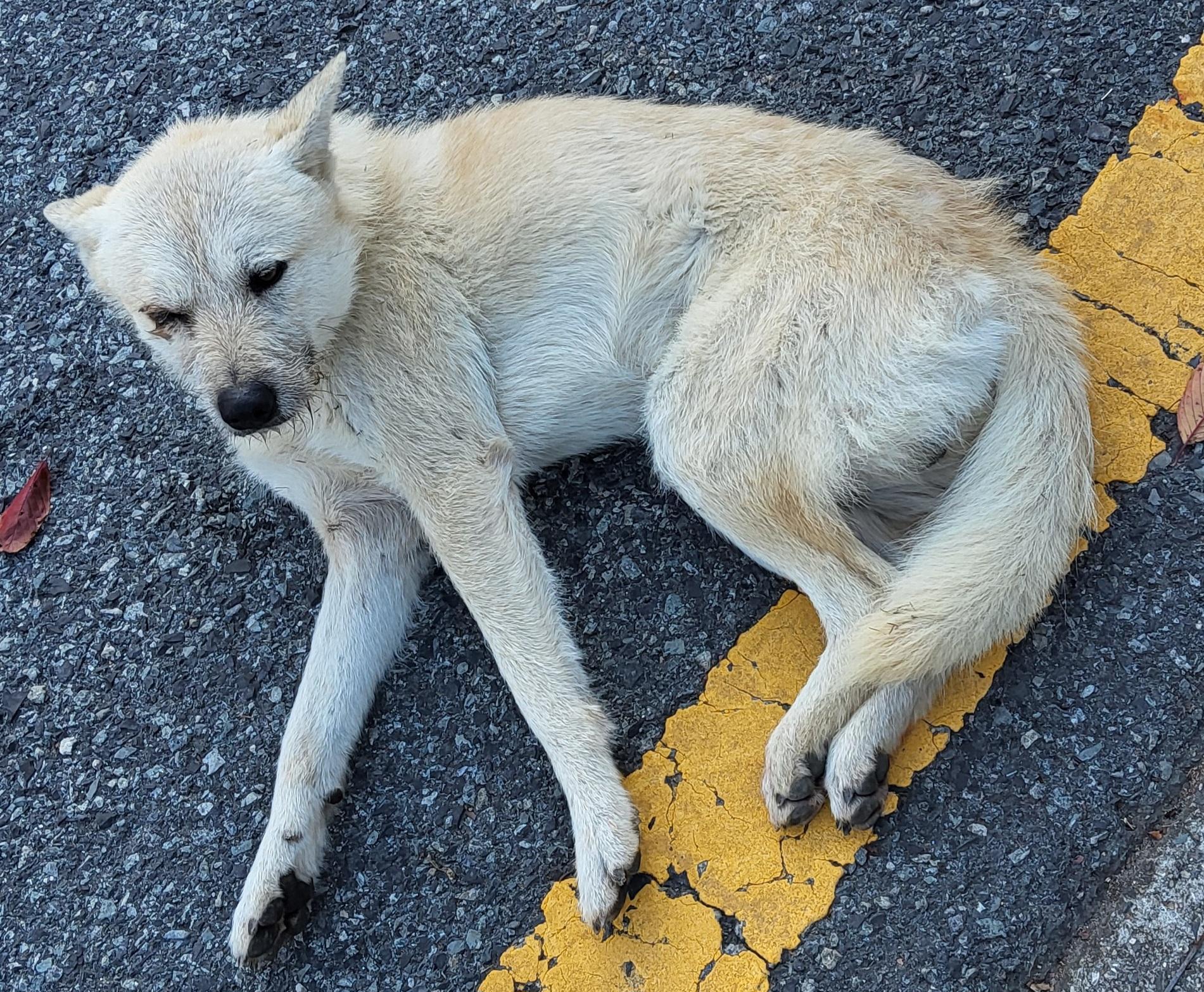 보호중 믹스견의 가…