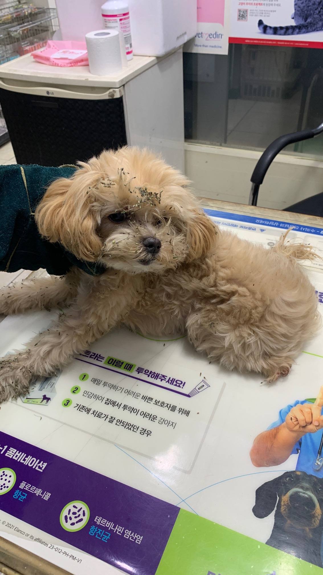 늘푸른동물병원_428354202501218