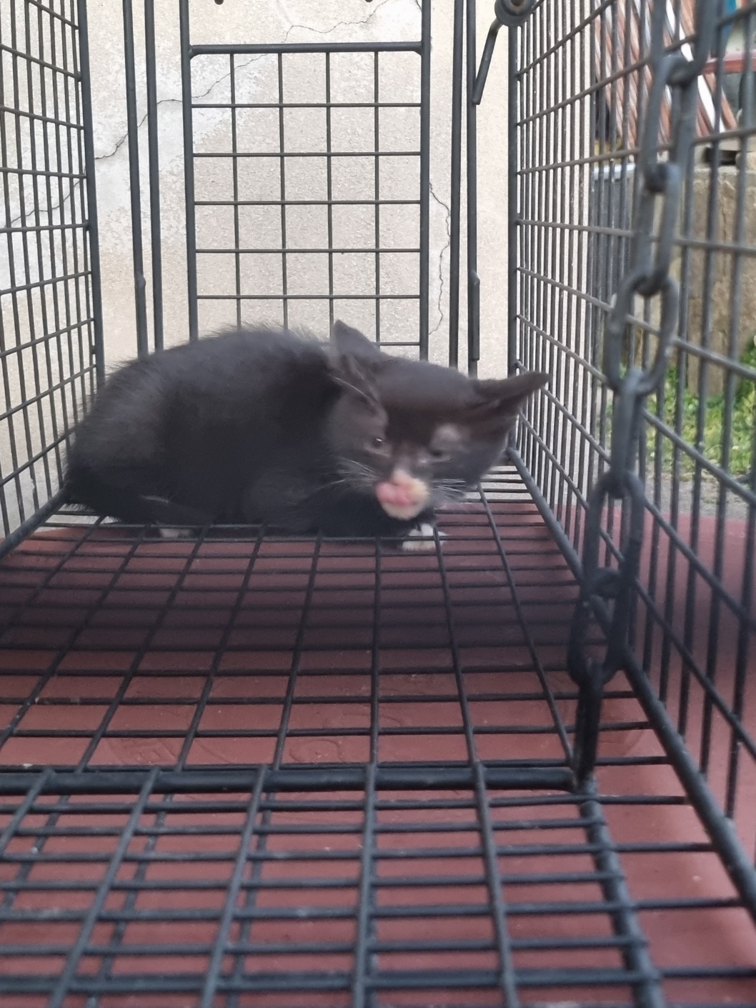 보호중 믹스묘의 가…