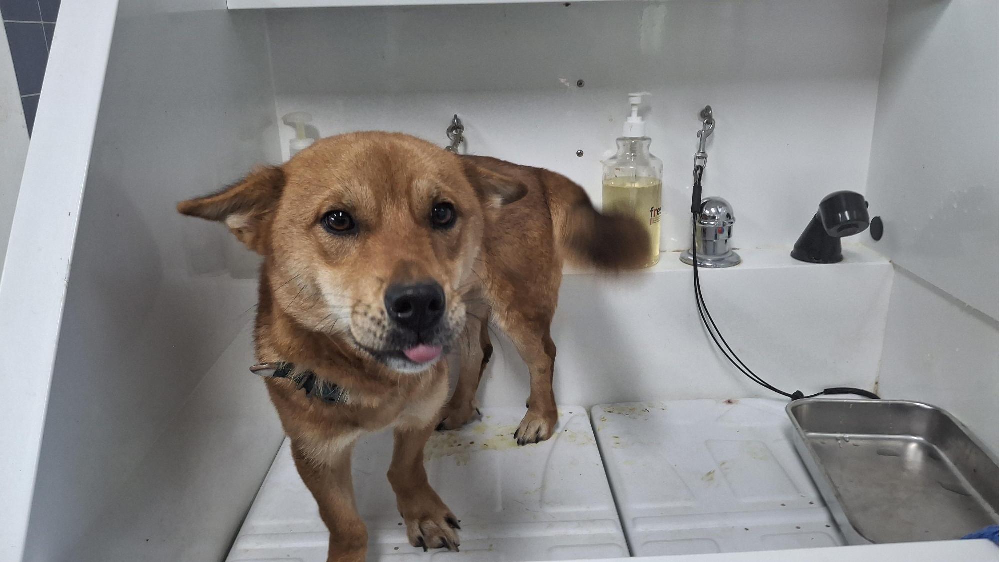 보호중 믹스견의 가…