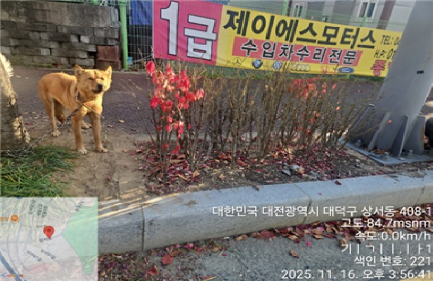 종료(반환) 진도견…