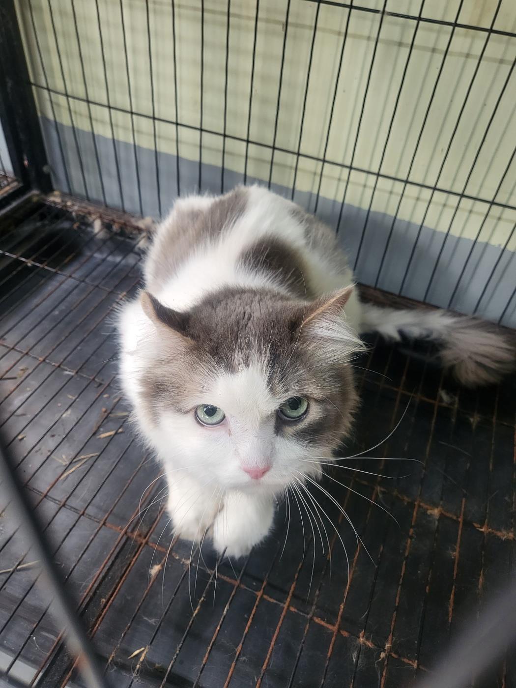 보호중 레그돌의 가…