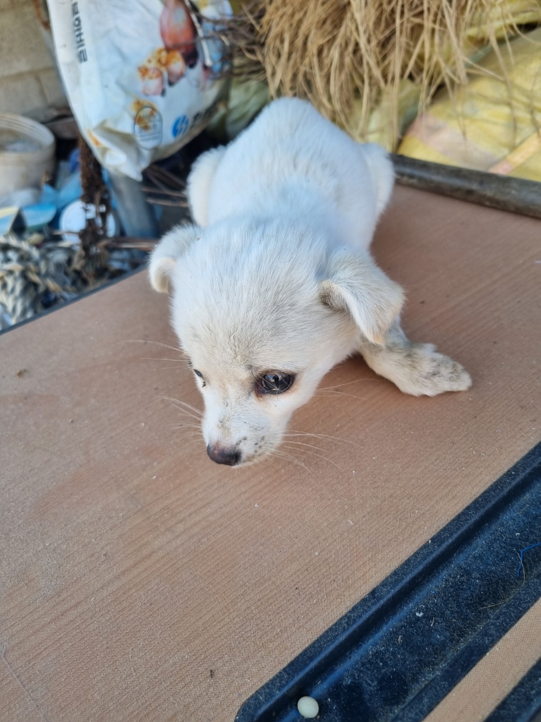 보호중 믹스견의 가…