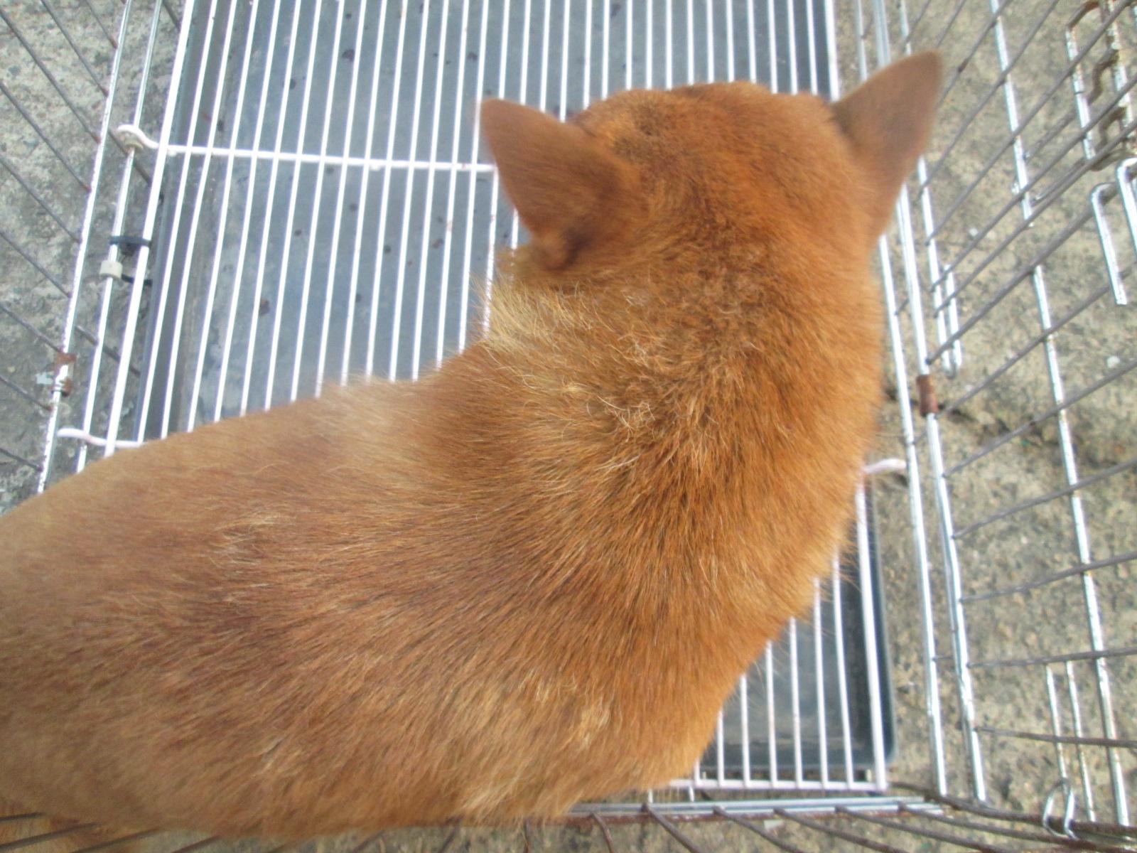 보호중 믹스견의 가…