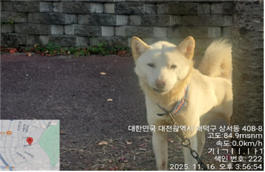 종료(반환) 진도견…