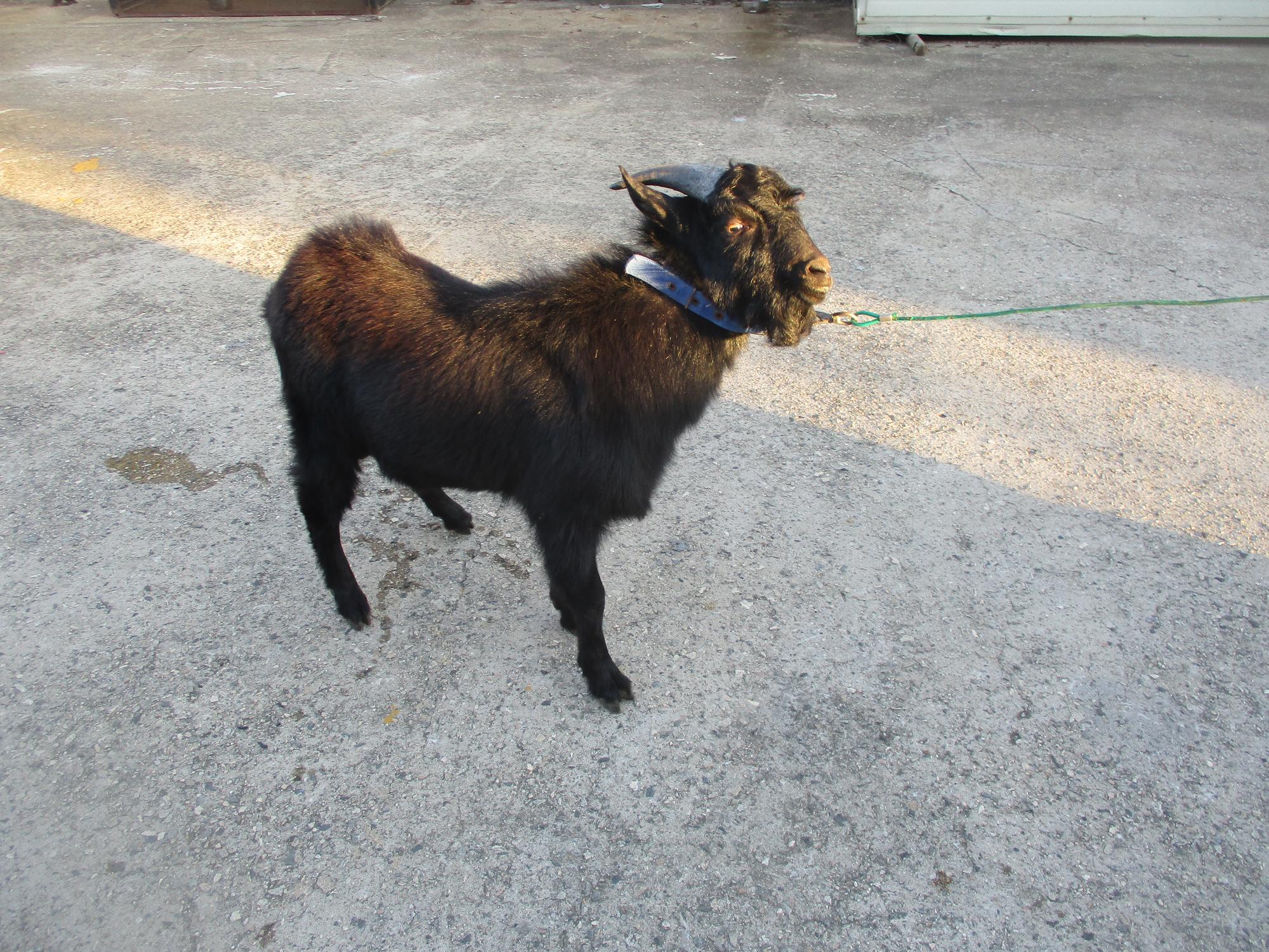보호중 기타축종의 …