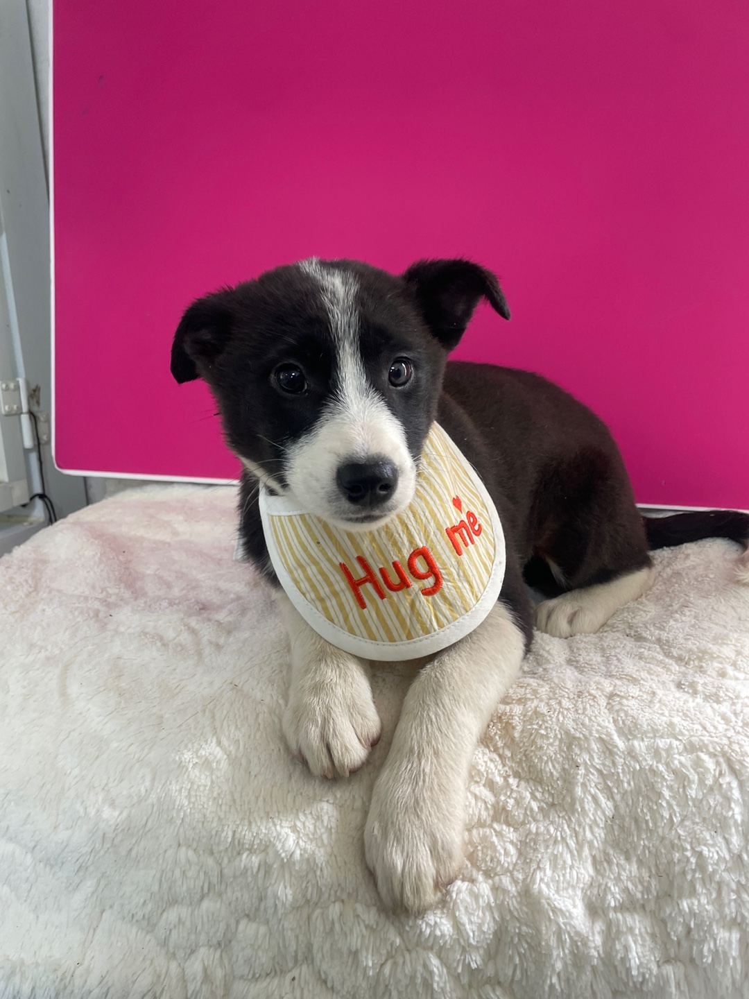 보호중 믹스견의 가…