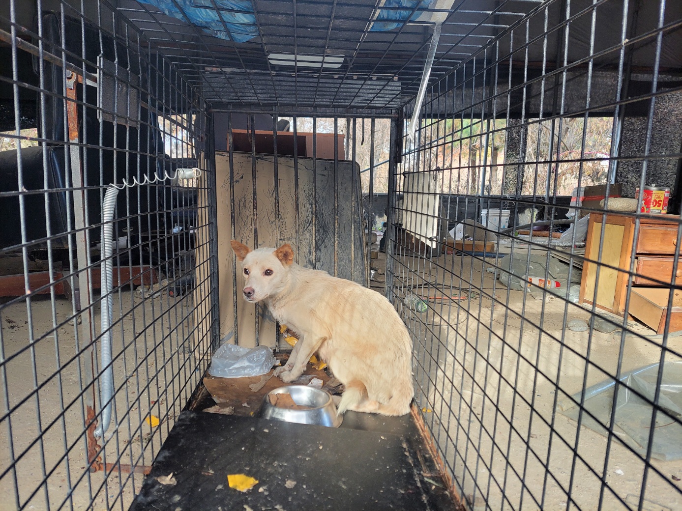 보호중 믹스견의 가…