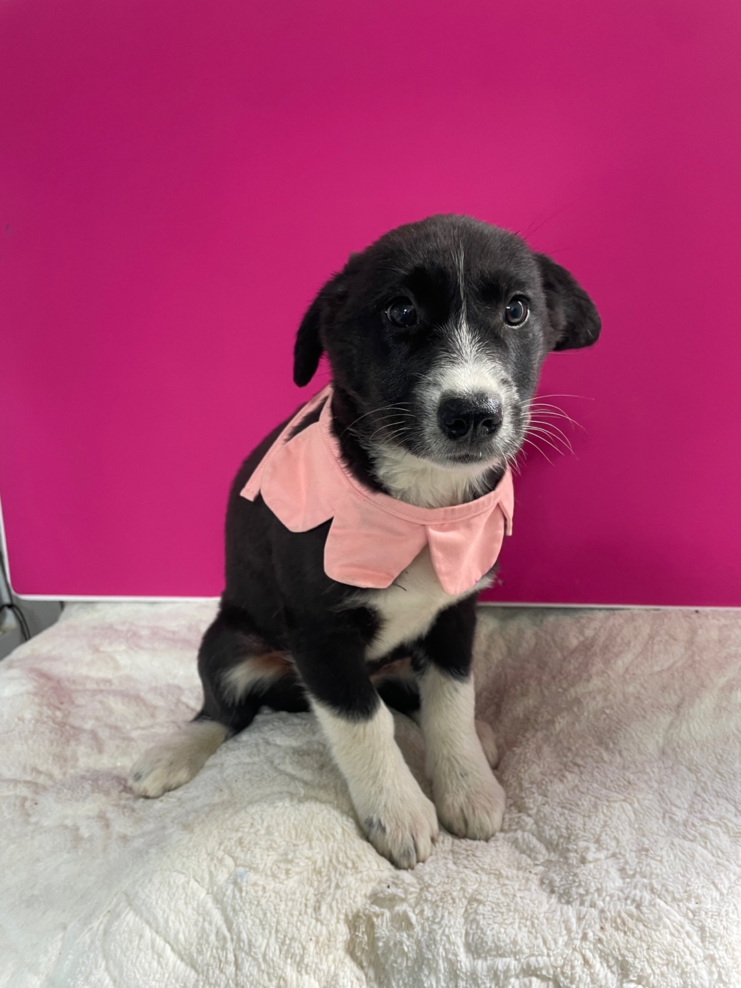 보호중 믹스견의 가…