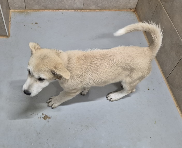 종료(반환) 믹스견…