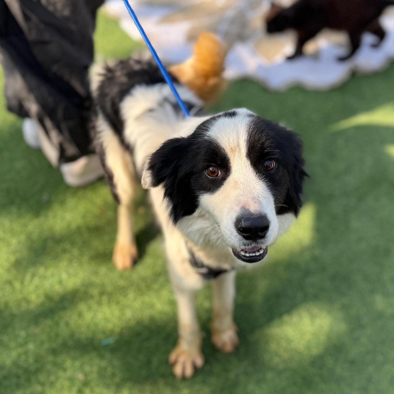 보호중 보더 콜리의…