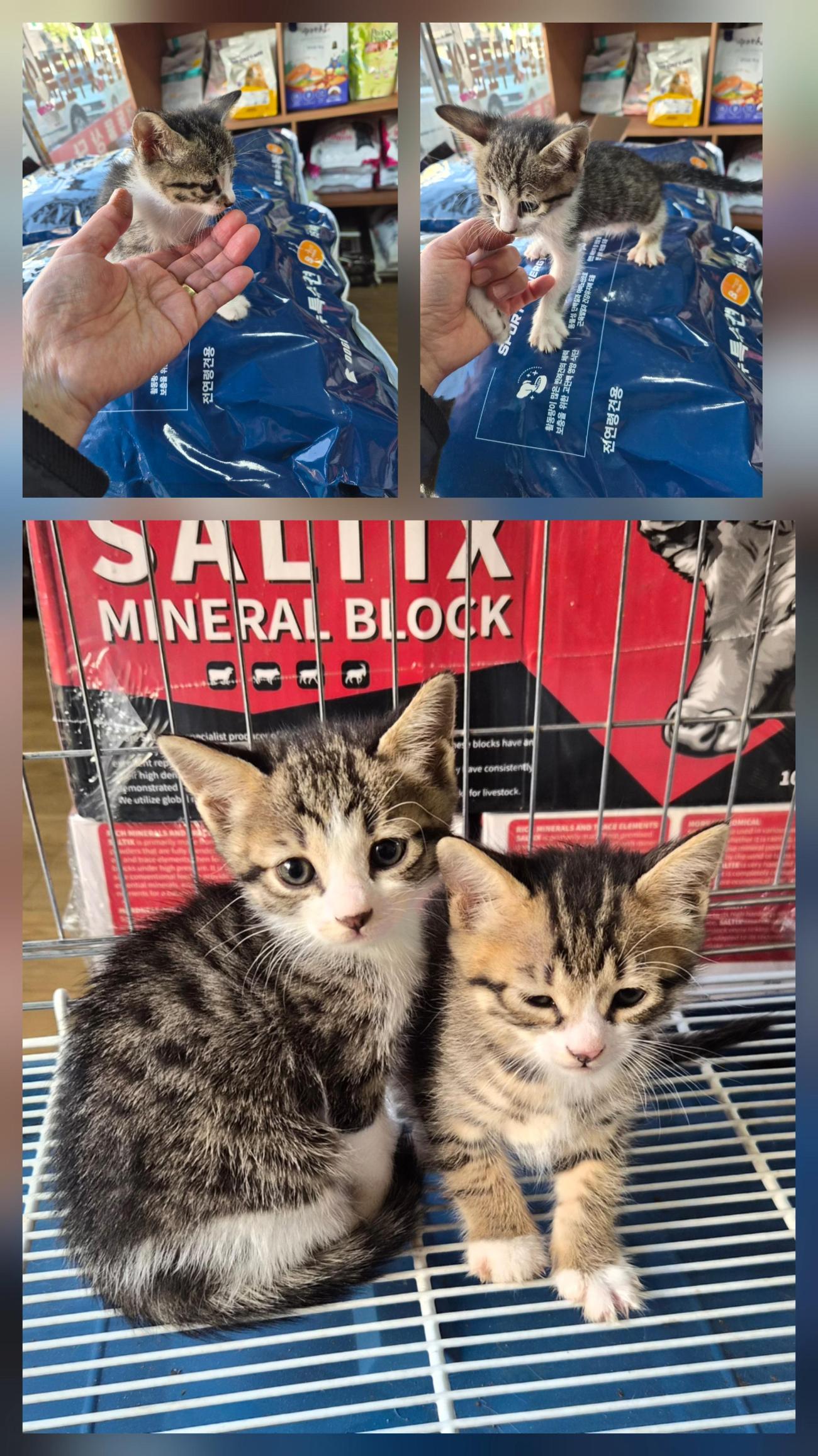 종료(입양) 한국 …