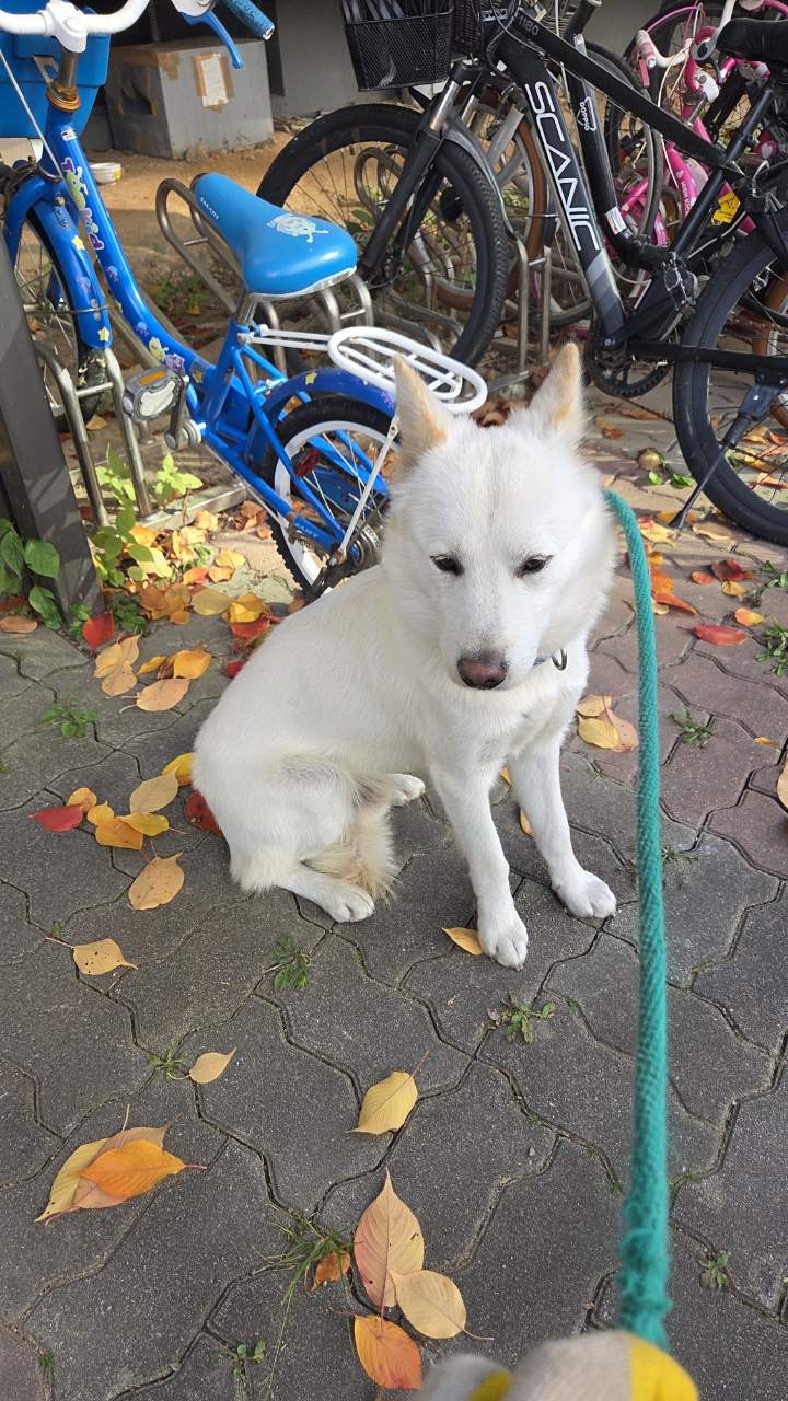 익산유기동물보호소_445468202503063