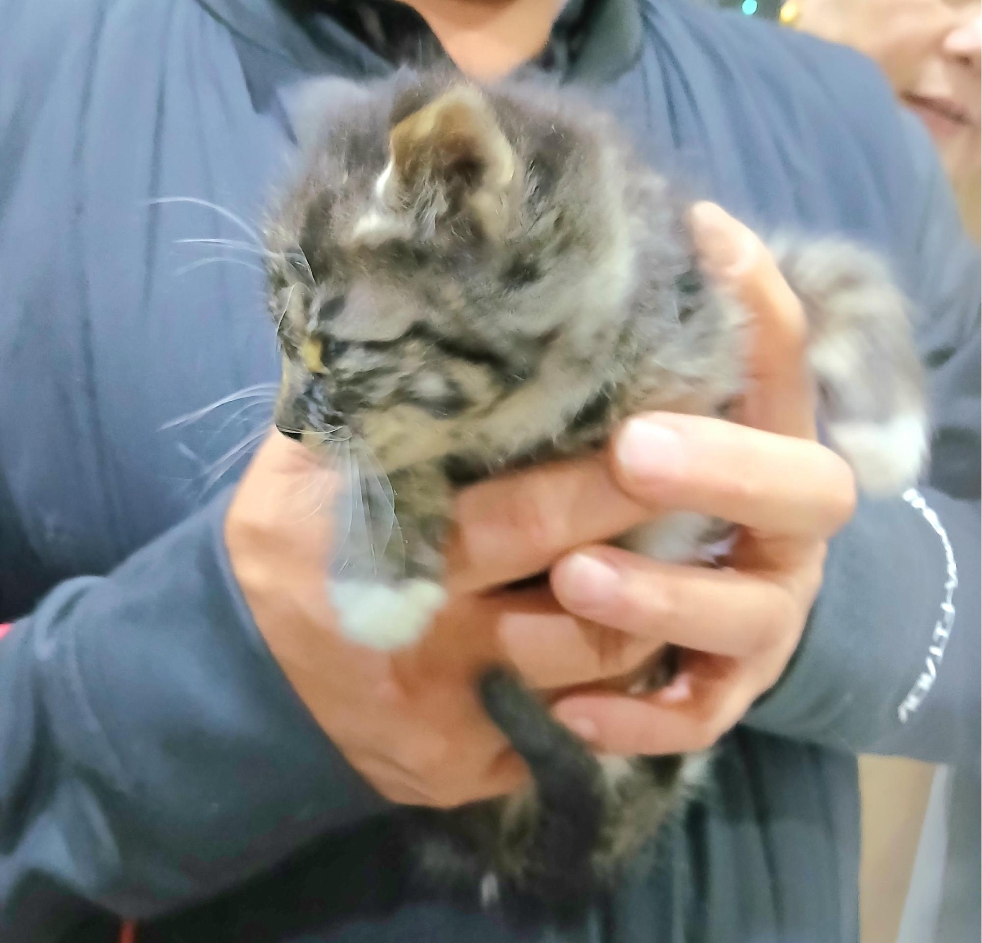 보호중 믹스묘의 가…