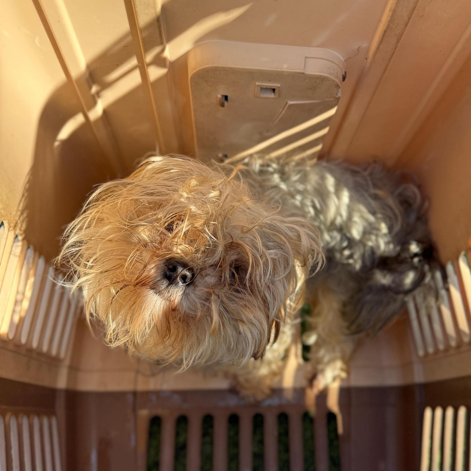 울산유기동물보호센터_431373202501780