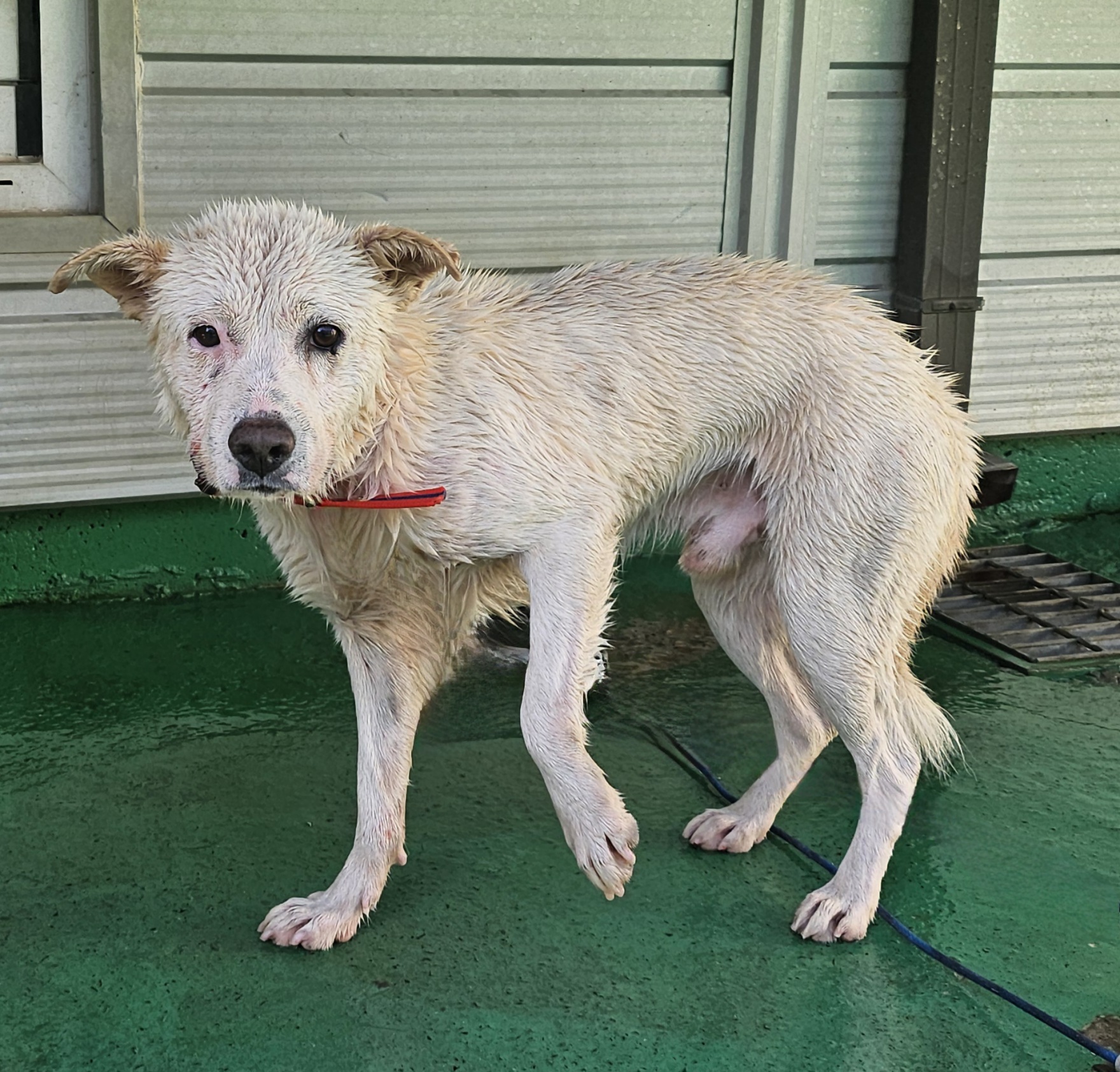 보호중 믹스견의 가…