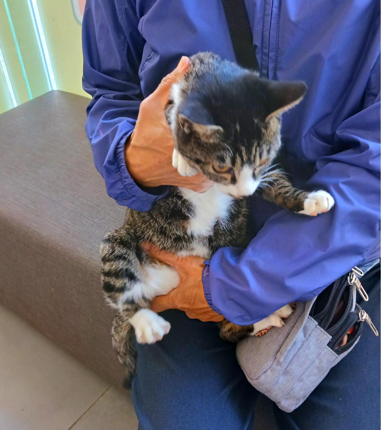 보호중 믹스묘의 가…