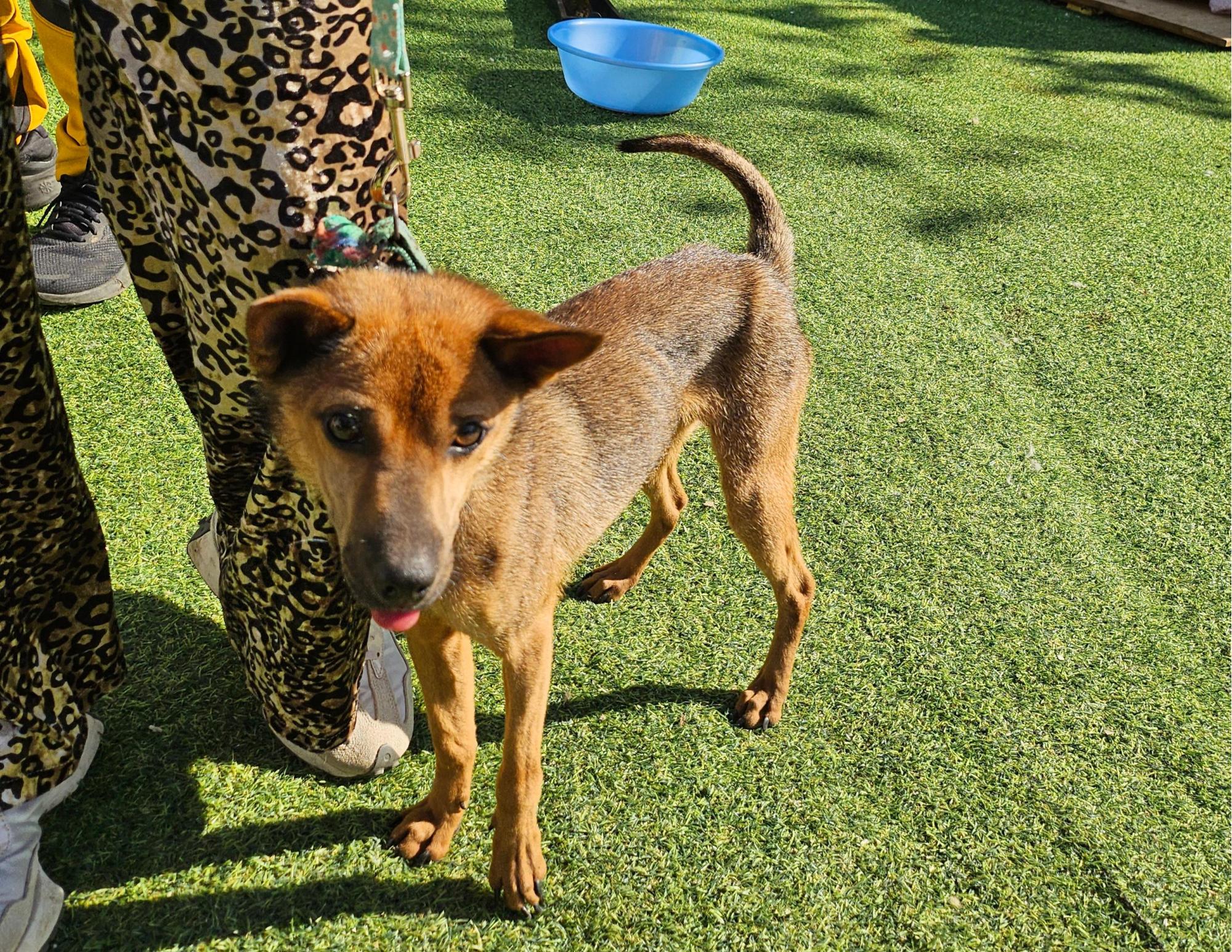 울산유기동물보호센터_431373202501773