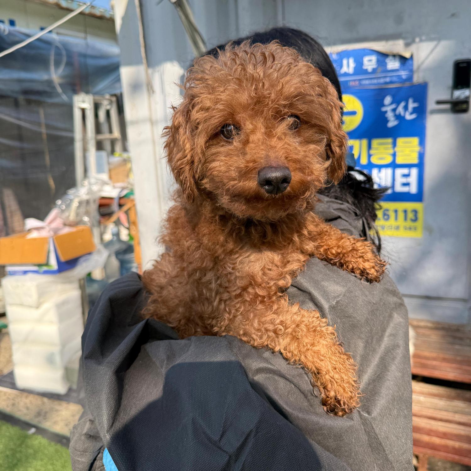 보호중 푸들의 가족…