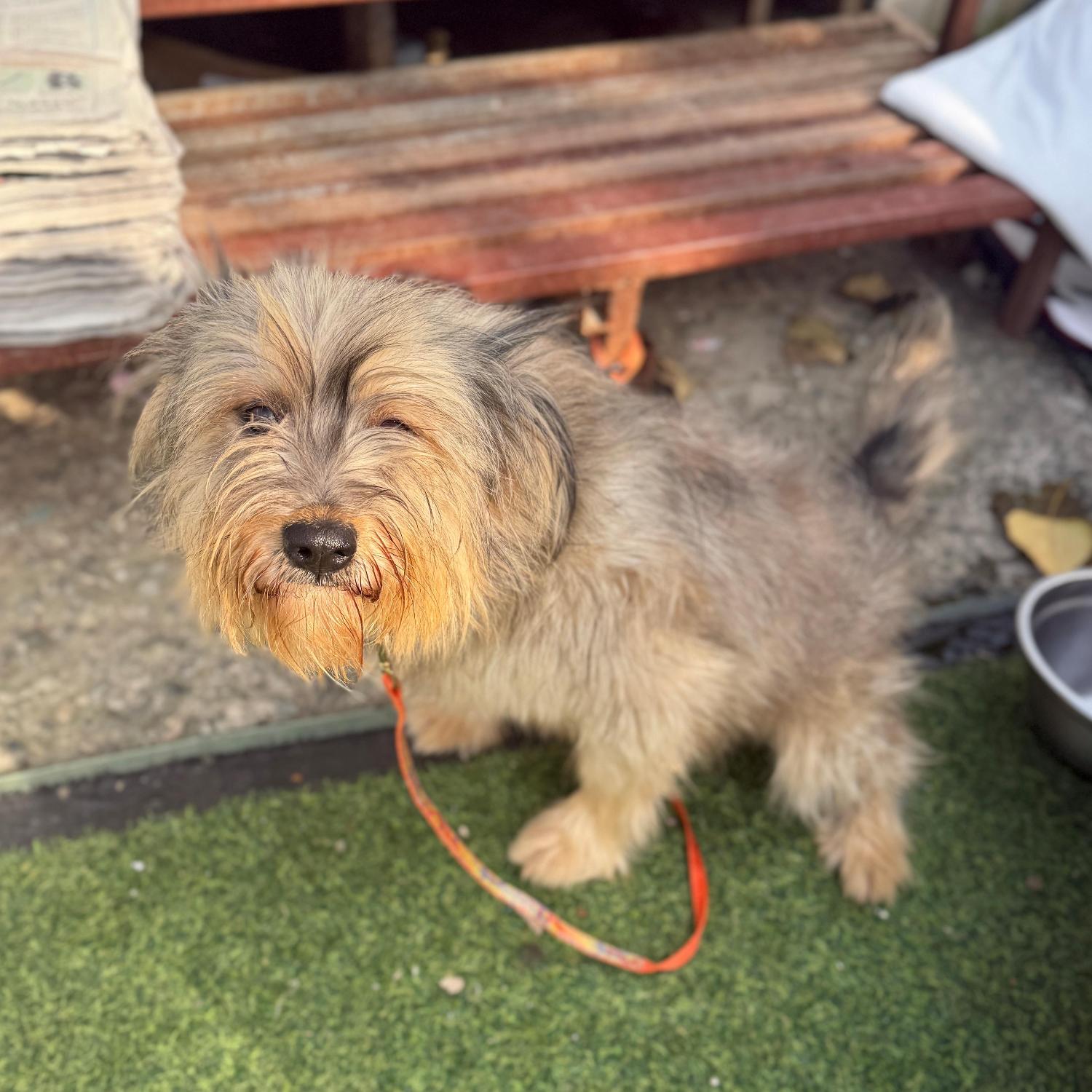 울산유기동물보호센터_431373202501771