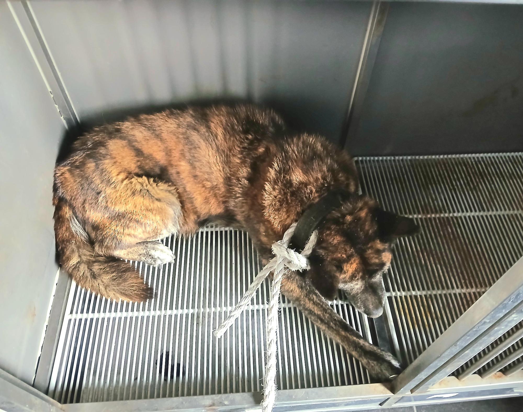 보호중 믹스견의 가…