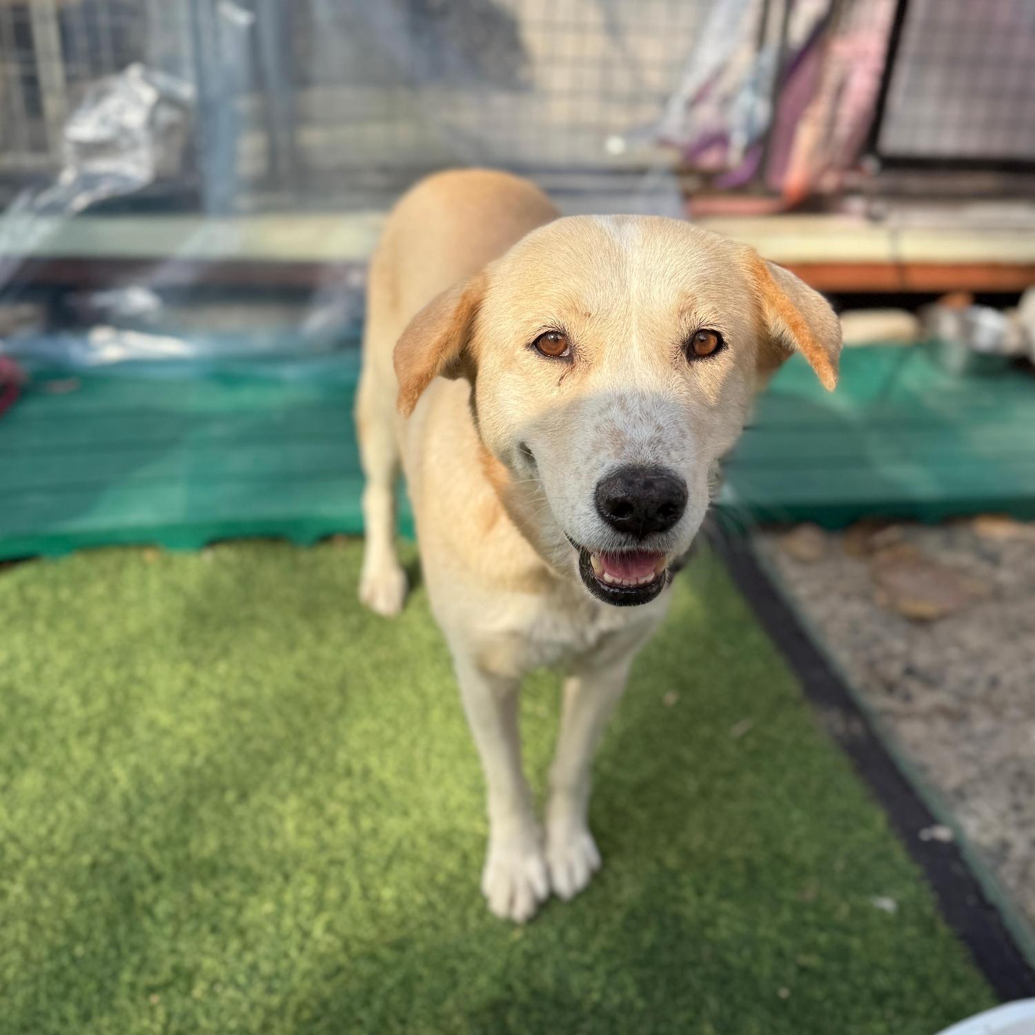 울산유기동물보호센터_431373202501774