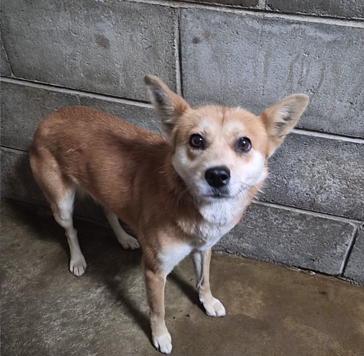 보호중 믹스견의 가…