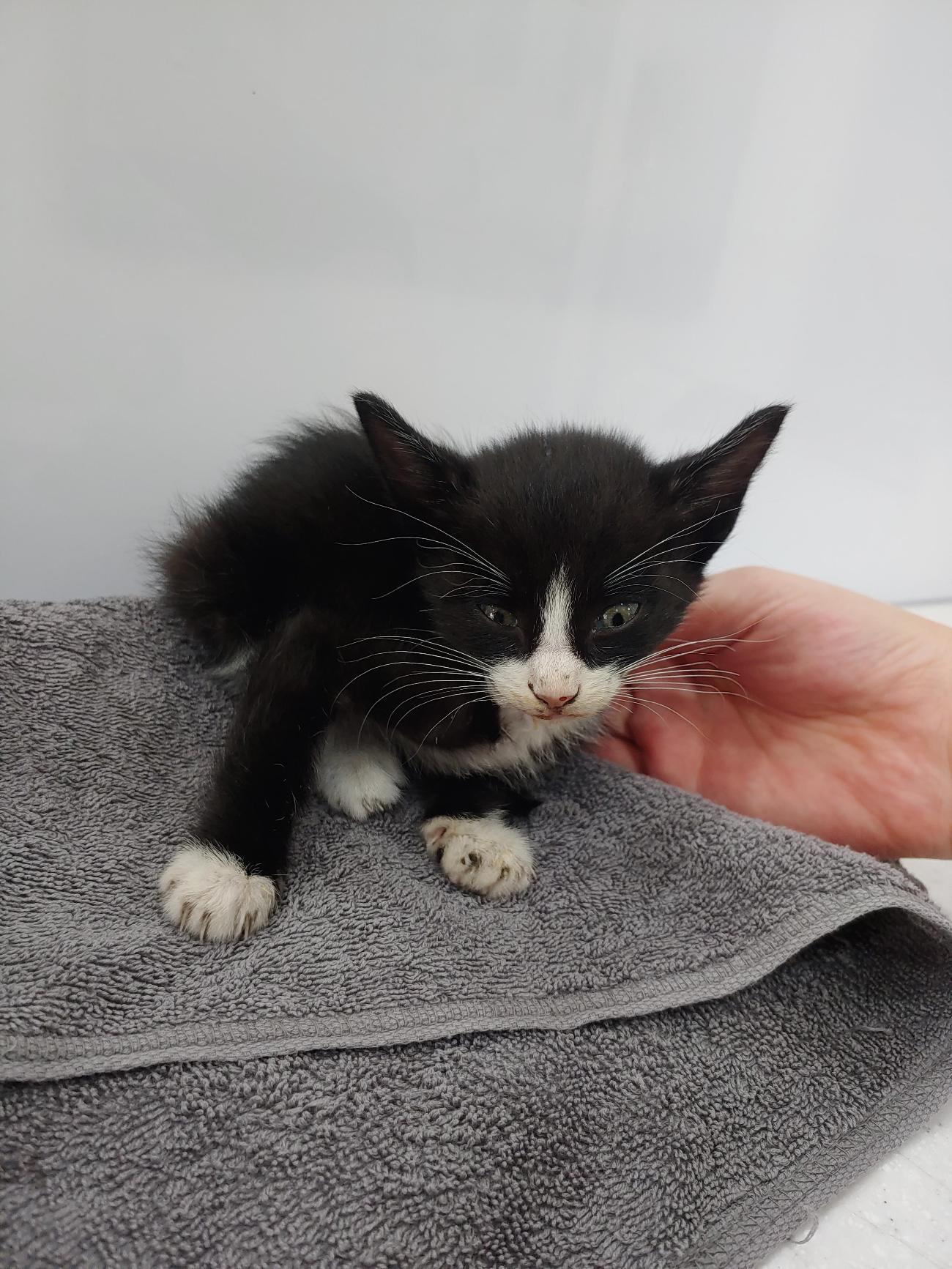 사랑동물병원_431370202500932