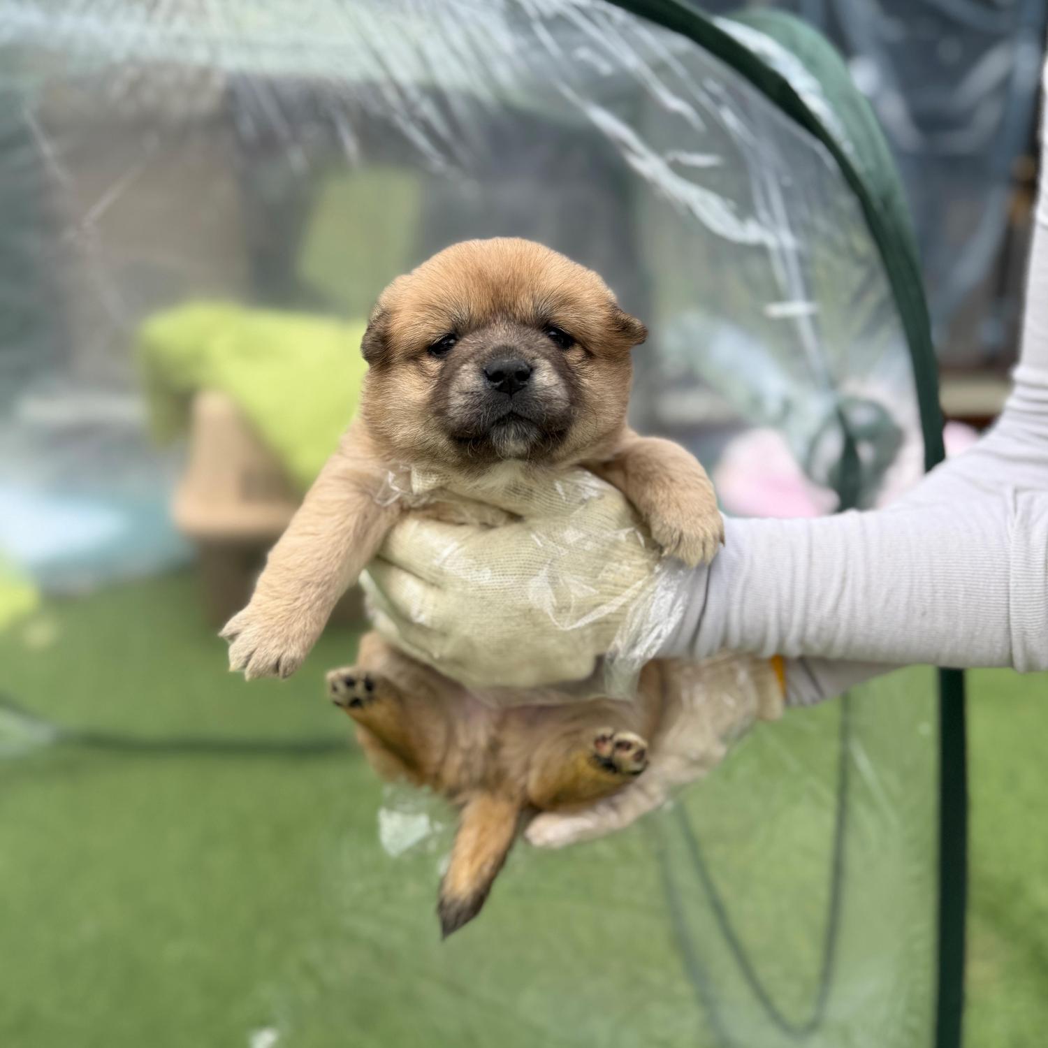 보호중 믹스견의 가…