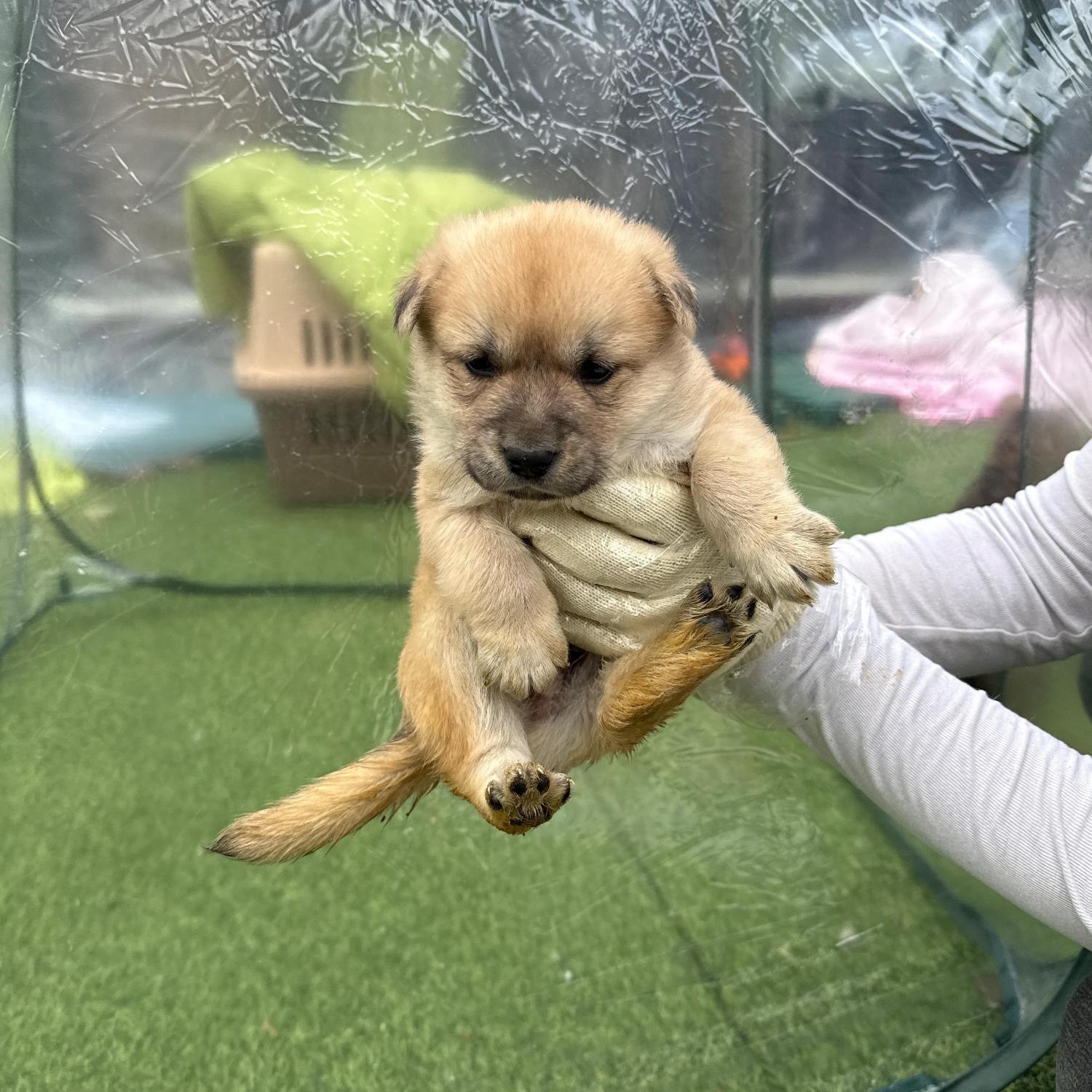 보호중 믹스견의 가…