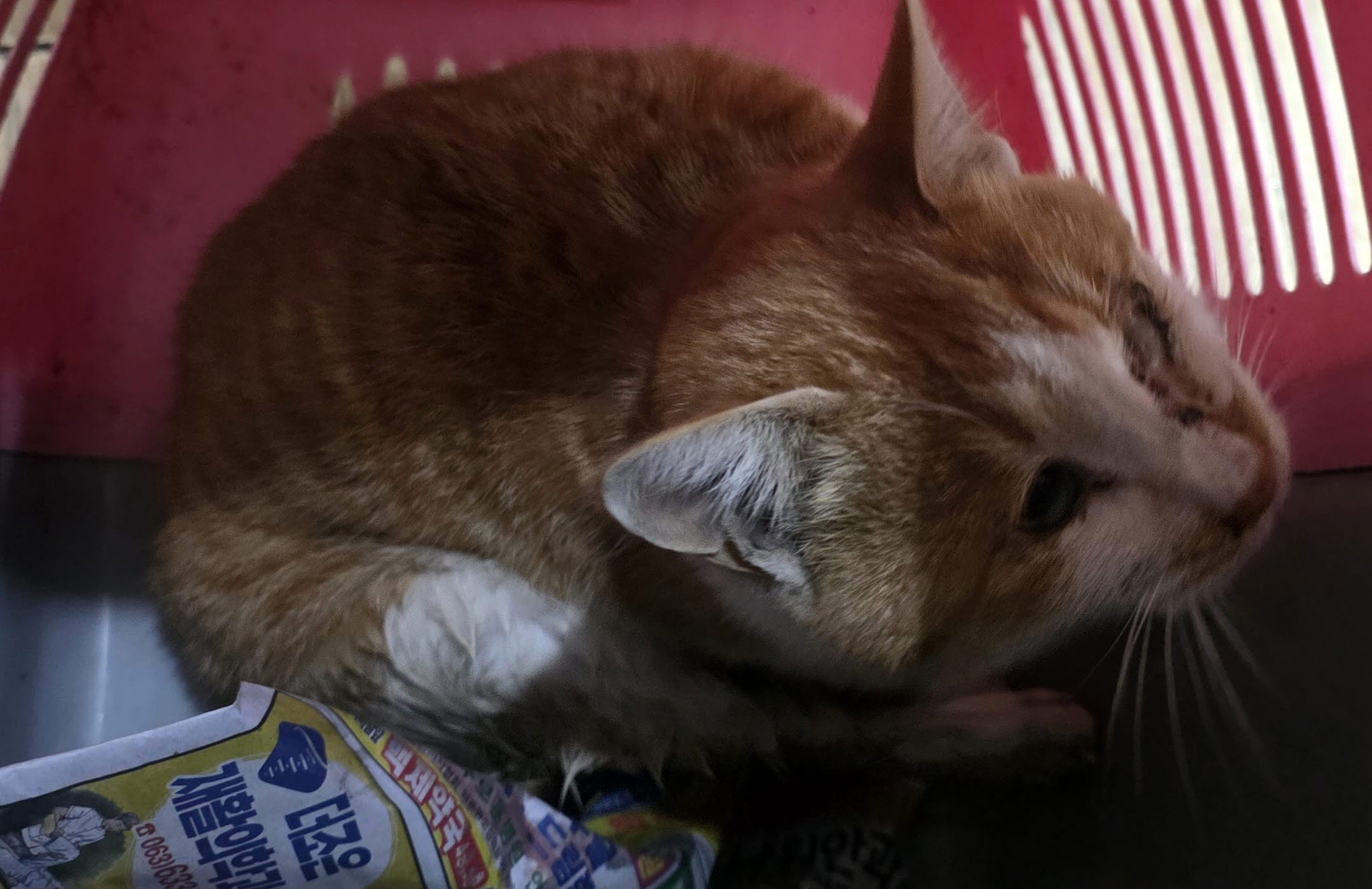 보호중 믹스묘의 가…