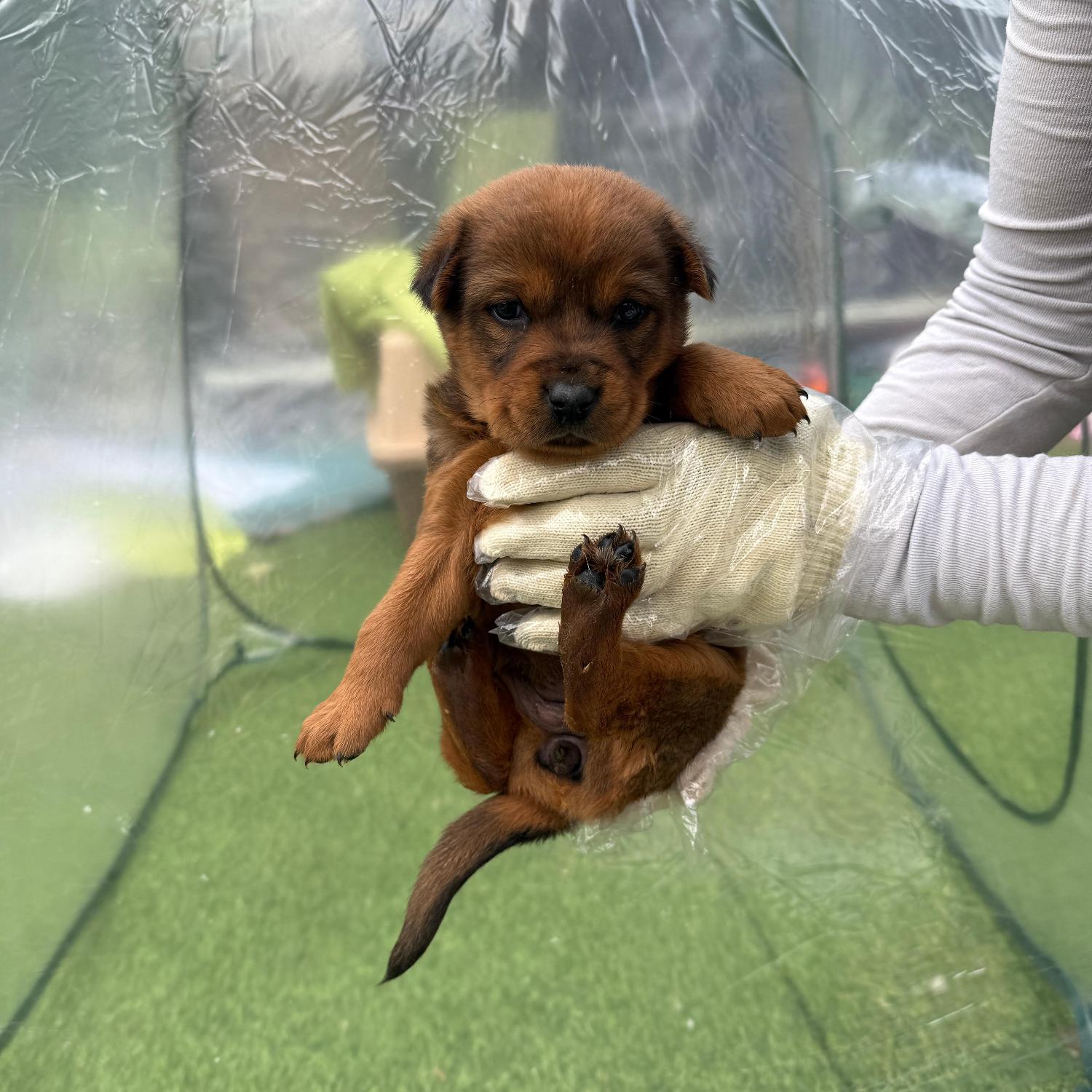 보호중 믹스견의 가…